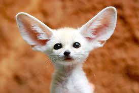 Choose from 4600+ cute animals graphic resources and download in the form of png, eps, ai or psd. Where To Find The Cutest Most Amazing Animals On The Web Wired