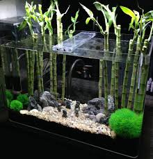 Image Result For Growing Bamboo In Aquarium Tropical Fish Aquarium Nature Aquarium Aquarium Fish Tank