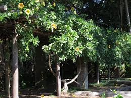 We did not find results for: Solandra Maxima Also Known As Cup Of Gold Vine Golden Chalice Vine Or Hawaiian Lily Climbing Plants Rock Garden Plants Plants