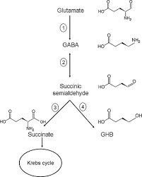 Possible Long Term Effects Of G Hydroxybutyric Acid Ghb Due To Neurotoxicity And Overdose Sciencedirect
