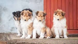 Jaclyns was establish in 2000. Collie Puppies For Sale Collie Dog Breed Profile Greenfield Puppies
