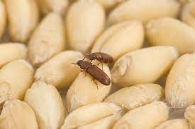 Predatory and parasitic insects are very valuable when they attack other animals or plants that we consider to be pests. Insect Pests Of Stored Grain Agriculture And Food