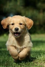 Golden Retriever Yavru Ile Ilgili Gorsel Sonucu Golden Retriever Golden Retriever Yavrulari Retriever