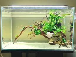 Just Redid My My First No Soil Aquascape Using Java Fern Anubias And Weeping Moss Attached To Redmoor Wood Gluing Saves So In 2020 Betta Aquarium Aquascape Aquarium