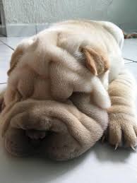 Pin Em My Shar Pei