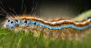 Tent Caterpillar Identifying And Getting Rid Of Tent Caterpillars Details
