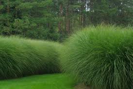 Miscanthus Morning Light Grass Hedge Looks Fab Adds Movement To The Garden And Feathery Texture Su Grasses Landscaping Evergreen Plants Landscape Design