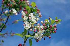 tree, blossom, bloom, white, sky, spring, branch, nature, plant ...