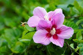 Kali ini decyra akan membahas mengenai macam macam bunga hias. Bunga Nasional Korea Selatan Yang Cantik Dan Indah