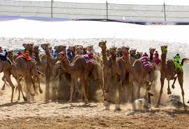 Camel race prices and popularity in middle east. Camel Racing Ummalquwain1