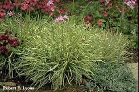 Image result for Tulbaghia fragrans
