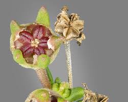 Image result for Delosperma spp.