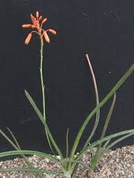 Image result for Aloe ballii