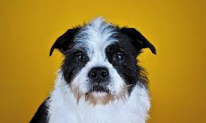 Hide this posting restore restore this posting. Looking To Adopt A Pet Here Are 6 Lovable Pups To Adopt Now In