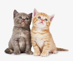 Cat Kitten Kitty Png Transparent Clipart Image And Psd File For Free Download Cats And Kittens Cats Kittens And Puppies