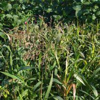 Image result for Panicum graciliflorum