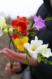 Image result for Freesia grandiflora