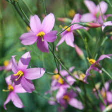 Image result for Chironia