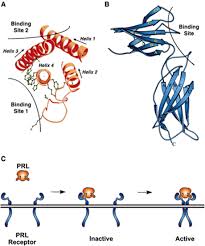 Image result for Prolactin