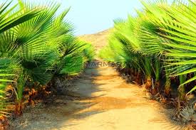 Each spring it starts off with a bare crown, but by summer. Meksika Yelpaze Palmiyesi Washingtonia Robusta Arecaceae Sms Marmara Group
