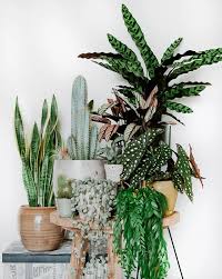 After you read this post, you will wonder why you hadn't found this information earlier. Pascalplant U Pascalplant Reddit Plant Decor House Plants Decor Plants
