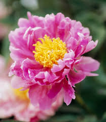 We did not find results for: Peony Better Homes Gardens