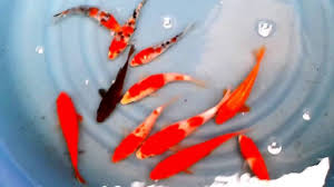 Feng Shui Koi Fish Color Symbol And Meaning Koi Fish Colors Koi Fish For Sale Feng Shui Koi Fish
