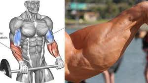 What exercises focus on increasing the size of the forearms? The 4 Best Exercises For Massive Forearms Fitness And Power Workout Chart Gym Workout Chart Forearm Workout