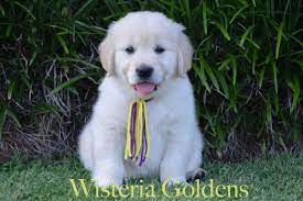 This legacy of excellence is from our family to yours since 2004. English Cream Golden Retriever Puppies For Sale Honor Golden Retriever Puppies For Sale Puppies