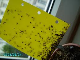 In der dusche sind sie gerne und auch im abwaschbecken. Kleine Schwarze Fliegen Trauermucken Pflanzenkrankheiten Schadlinge Green24 Pflanzen Garten Forum
