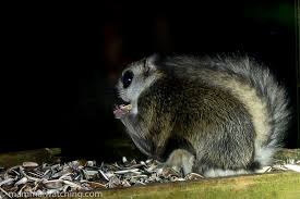 The japanese dwarf flying squirrel is an extremely small and fluffy squirrel. 2018 Japanese Dwarf Flying Squirrel Pteromys Momonga 2 Mammal Watching