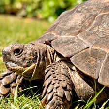 Indeed, they eat vegetables and meat henceforth they. My Pet Tortoise Is Wrecking My Career Pets The Guardian