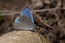 Image result for Celastrina argiolus