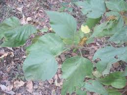 Image result for Premna mooiensis