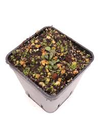 Image result for Genlisea africana