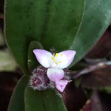 Welcome to red hill garden & farm supplies. Tradescantia Cerinthoides Syn Tradescantia Blossfeldiana Tradescantia Red Hill Flowering Inch Plant In Gardentags Plant Encyclopedia