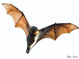 The spectacled flying fox is a phytophagous species, feeding primarily on floral resources and fruits in a wide range of vegetation communities, including closed forest, gallery forest, eucalypt open forest and woodland, coastal melaleuca swamps, mangroves, vegetation in urban settings, and commercial fruit crops. The Spectacled Flying Fox Bat Flying Bat Photos Bat