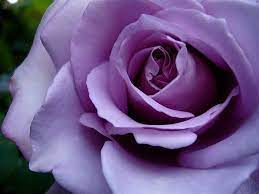 Purple Rose Rare 5 Seeds Great Color By Home Grown Http Www Amazon Com Dp B0057fnhcq Ref Cm Sw R Pi Dp Lwq9qb0750z Rose Seeds Purple Roses Flower Seeds