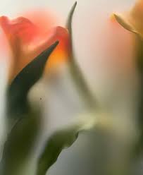 Doğa, kimlik ve hafıza kavramlarını özgün ve öngörülemez şekilde ele alan  Sandor Körei, sürdürülebilirlik ve çevre koruma konusundaki kişisel  sorumluluk bilinciyle yeni dönemin en önemli ilham kaynaklarından biri.  Yarattığı ilham ve umut