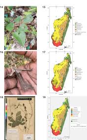 Image result for Oreosyce africana