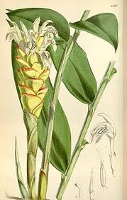 Image result for Zingiber