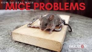 Use the guidance below as a starting point to call in a mouse exterminator is you see mice activity in and around your home. How To Solve And Prevent Mice In Your Home Paragon Pest Management