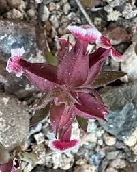 Image result for Disperis mozambicensis