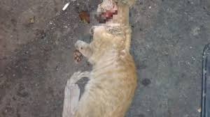Check spelling or type a new query. Bukan Mistis 4 Pernyataan Ini Mungkin Bisa Jawab Kenapa Manusia Jarang Lihat Bangkai Kucing Tribun Jogja