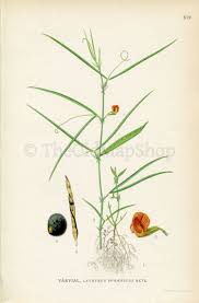 Image result for Lathyrus sphaericus