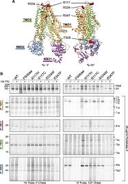 Image result for Delta F508