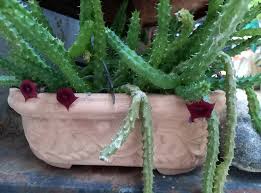 Image result for Huernia erectiloba