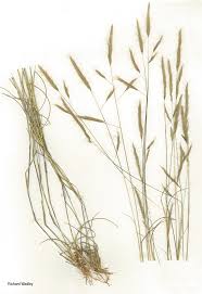 Image result for Aristida congesta