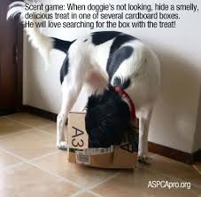 Search Dog Enrichment Animal Shelter Dog Training Near Me