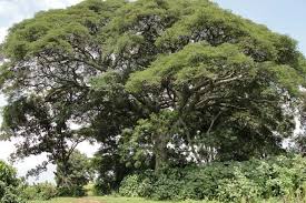 Image result for Albizia schimperiana